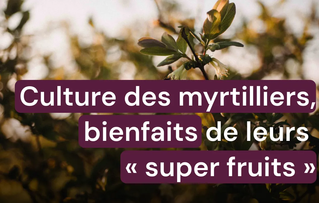 Myrtilles bienfaits : vertus santé et rencontre producteurs