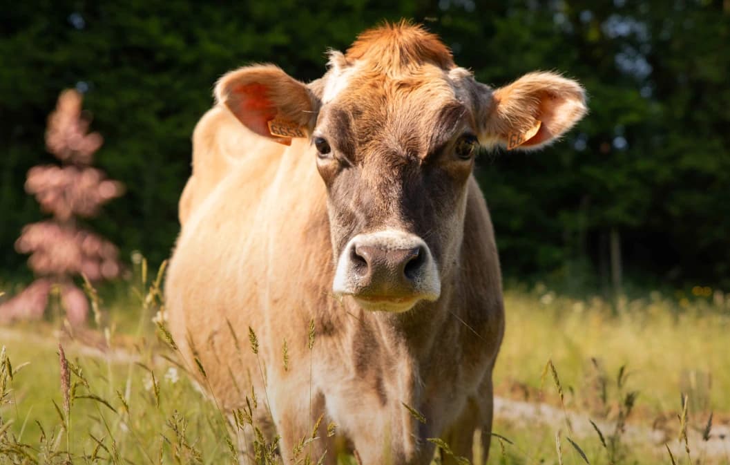 Investir dans les vaches : un placement gagnant-gagnant