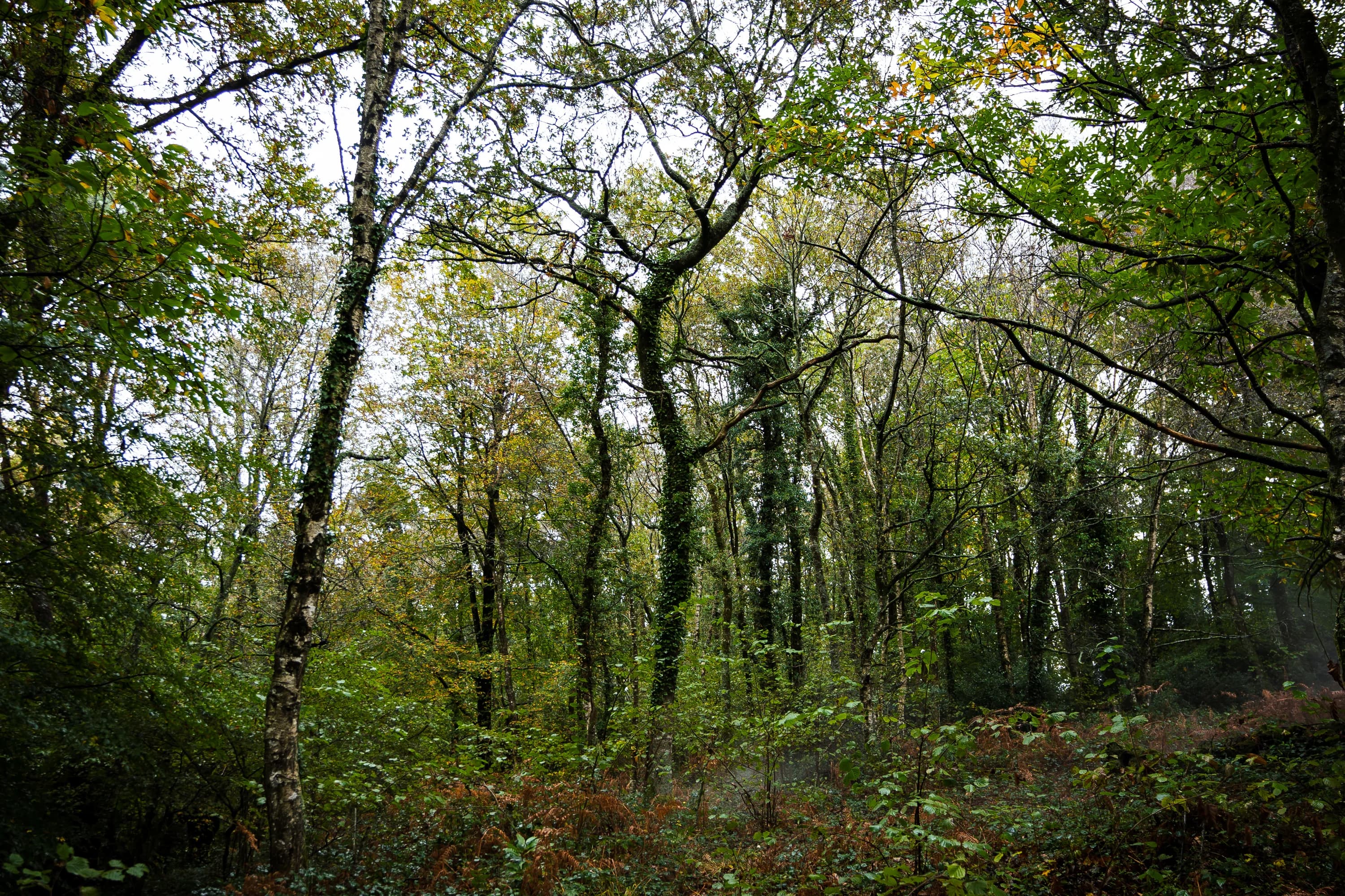 EcoTree : gérer la forêt pour notre avenir