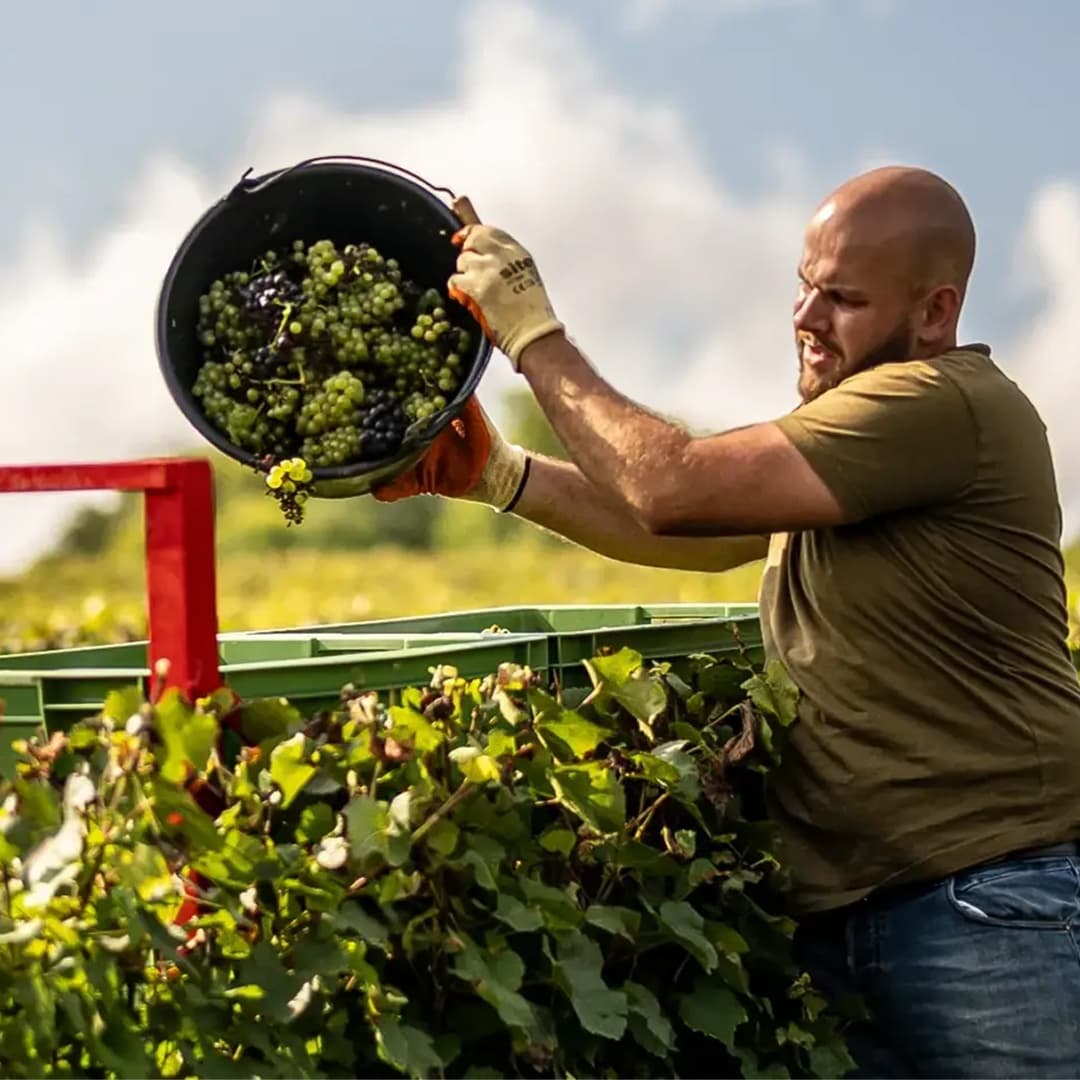 25,9 ares en vignes Bio - AOC Champagne et Coteaux-champenois